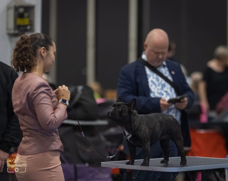 Bouledogue français exposition