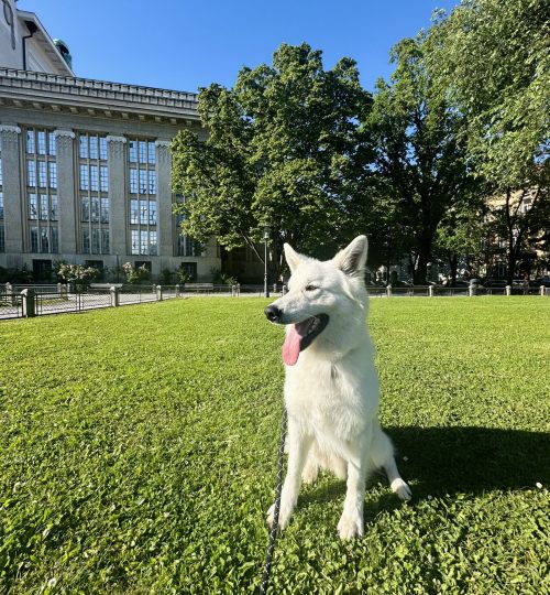 berger blanc suisse
