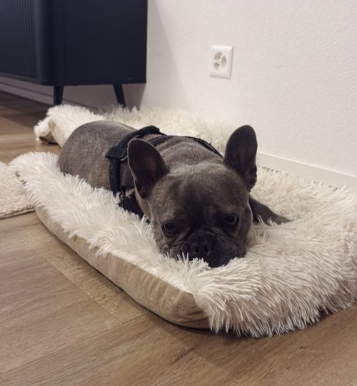 pension professionnelle