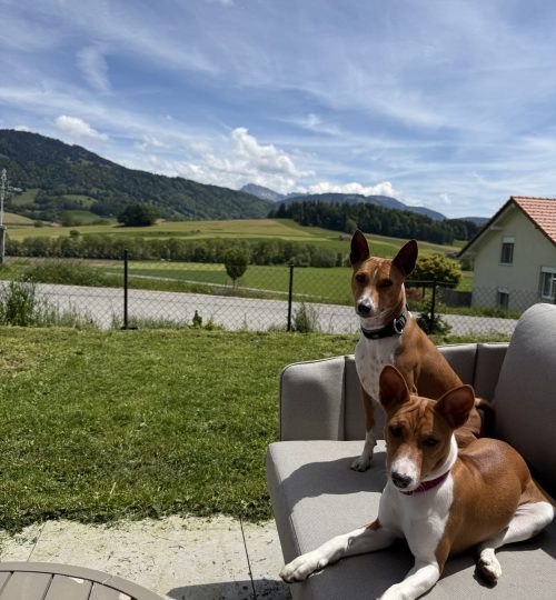 basenji