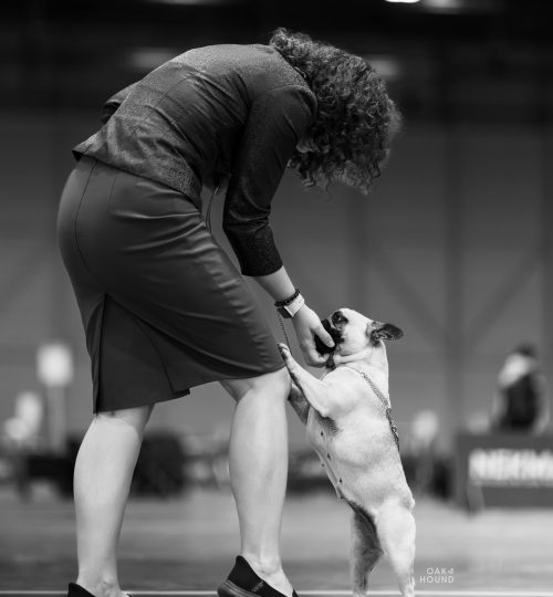 complicité bouledogue français