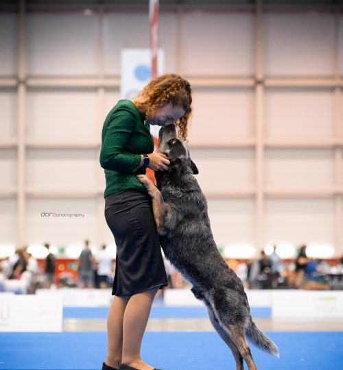 complicité bouvier australien